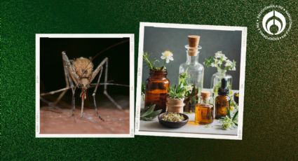 Temporada de mosquitos: ¿qué olor no les gusta y los puede ahuyentar?