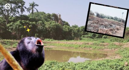 Monos saraguatos en Tabasco: así ayudan a estos primates antes de que sucumban a la ola de calor