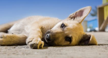 ¡Alerta canina! Piden veterinarios vacunar a 'lomitos' contra el parvovirus