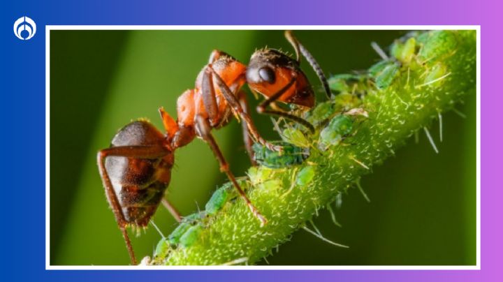 Temporada de hormigas rojas: con esta mezcla puedes acabar con la plaga 'desde la raíz'