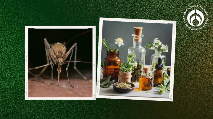 Temporada de mosquitos: ¿qué olor no les gusta y los puede ahuyentar?