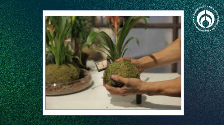 El truco de los japoneses para tener plantas sin maceta y que se secan menos