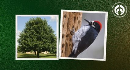 El árbol que puedes plantar en tu casa y que atrae a pájaros carpinteros en la CDMX