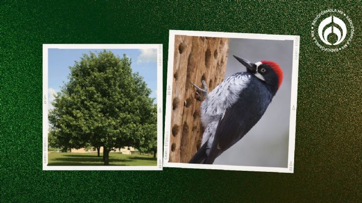 El árbol que puedes plantar en tu casa y que atrae a pájaros carpinteros en la CDMX