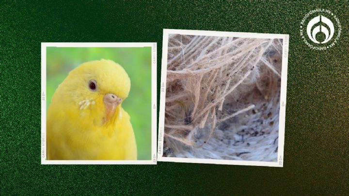 Ácaros en aves: ¿Qué tan peligrosos son los bichos que tienen pericos y canarios?