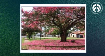 El árbol ‘de moda’ en México… pero que levanta banquetas y no resiste las heladas