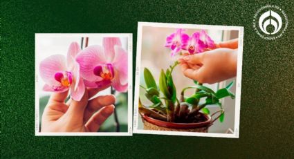 Orquídeas: la mezcla con ajo y cerveza infalible de los jardineros para hacer florecerlas