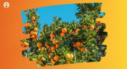 El abono perfecto para el verano que llenará tu árbol de naranjas en otoño e invierno