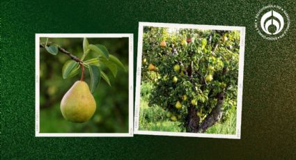 El secreto de los jardineros para germinar peras fácilmente y tener tu árbol