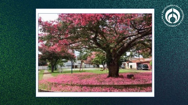 El árbol ‘de moda’ en México… pero que levanta banquetas y no resiste las heladas