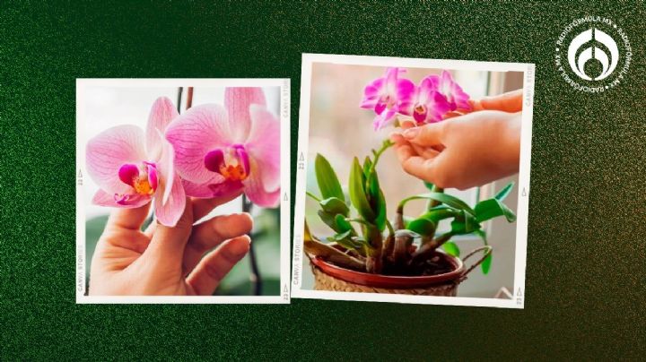 Orquídeas: la mezcla con ajo y cerveza infalible de los jardineros para hacer florecerlas