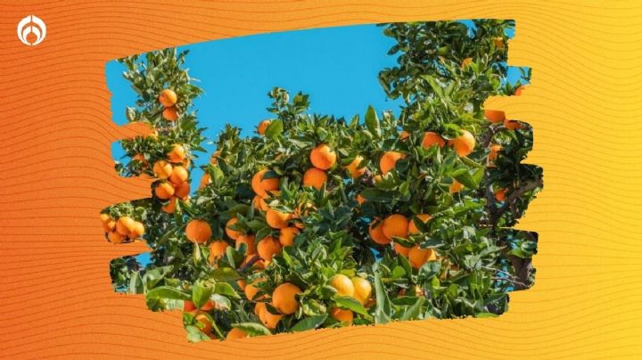 El abono perfecto para el verano que llenará tu árbol de naranjas en otoño e invierno