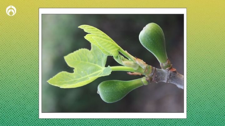 El hermoso árbol para sembrar en verano que da privacidad; ¡tendrás frutos en 9 meses!