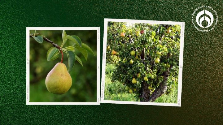 El secreto de los jardineros para germinar peras fácilmente y tener tu árbol