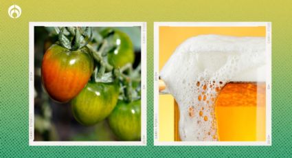 La forma correcta de aplicar cerveza a tus plantas para que crezcan, den más frutos y atraigan abejas