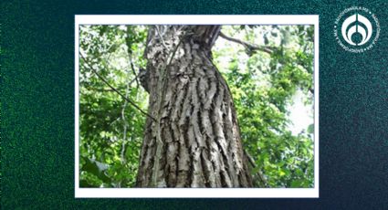 El árbol de madera valiosa que da mucha sombra y no levanta las banquetas