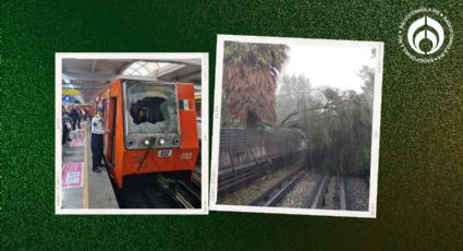 Línea 5 del Metro CDMX: reanuda servicio tras suspensión de 4 horas por caída de árbol