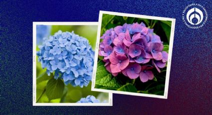 El truco de los jardineros para cambiar el color de las flores de las hortensias