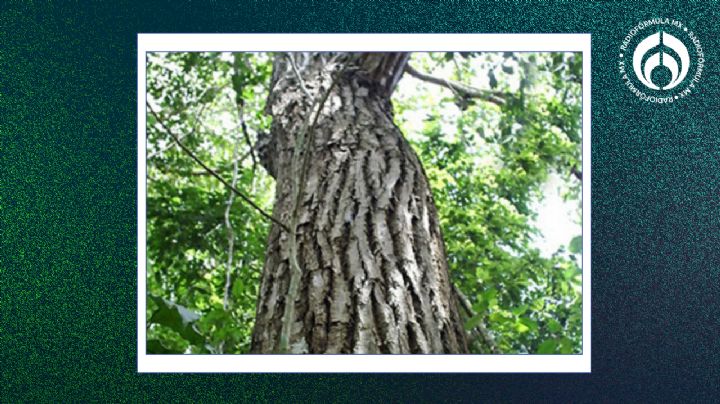 El árbol de madera valiosa que da mucha sombra y no levanta las banquetas