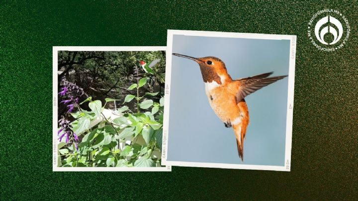 Las 2 plantas que aman los colibríes y mariposas que los atraerá a tu casa