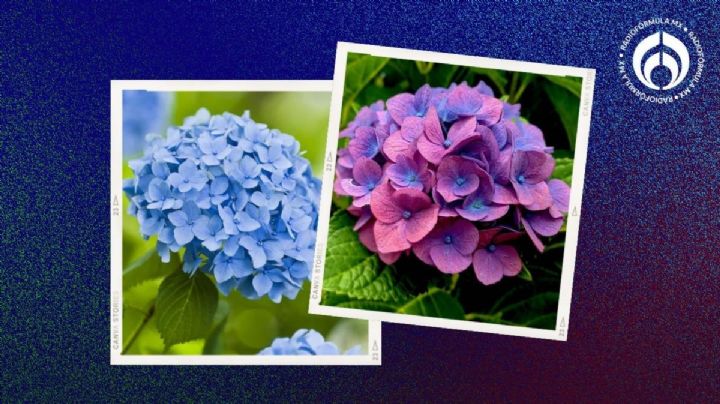 El truco de los jardineros para cambiar el color de las flores de las hortensias