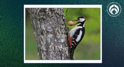 Pájaros carpinteros: las plantas y árboles que los atraen en la CDMX