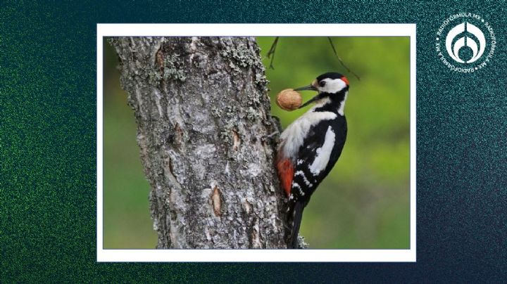 Pájaros carpinteros: las plantas y árboles que los atraen en la CDMX