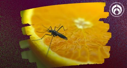 4 tips caseros para eliminar los mosquitos de la fruta de la manera más sencilla