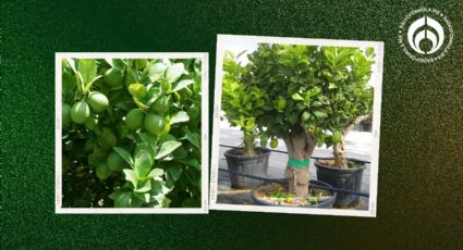 Árbol de limón: el truco de los expertos para que se llene de frutos en menos de dos años