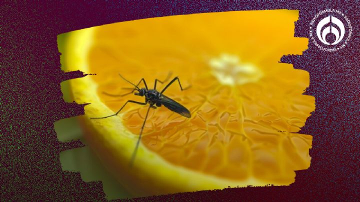 4 tips caseros para eliminar los mosquitos de la fruta de la manera más sencilla