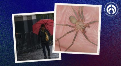 Araña violinista: ¿qué tan peligrosa es en el verano y la época de lluvias?