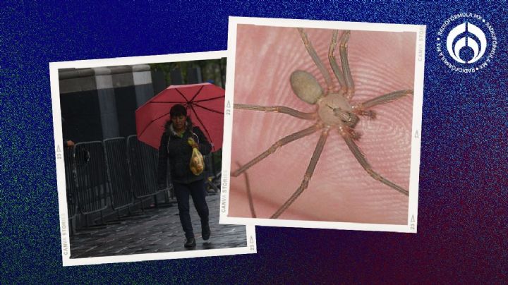 Araña violinista: ¿qué tan peligrosa es en el verano y la época de lluvias?