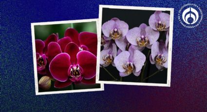 Orquídeas: este el mejor fungicida para eliminar o evitar que se llenen de hongos y plagas