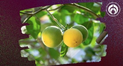 Árbol de limones: este es el momento ideal para cosechar y utilizar los frutos