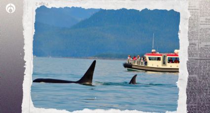 ¿Gladys eres tú? Se registró ataque de orcas a un velero en ciudad española