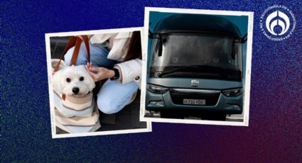 Vacaciones de verano 2024: ¿Mi mascota puede viajar conmigo en el asiento del autobús?