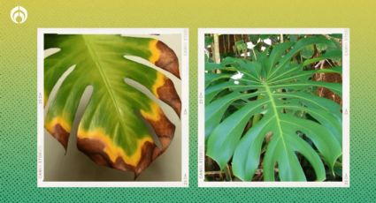 El secreto de jardineros para recuperar la Monstera que tiene manchas cafés en las hojas