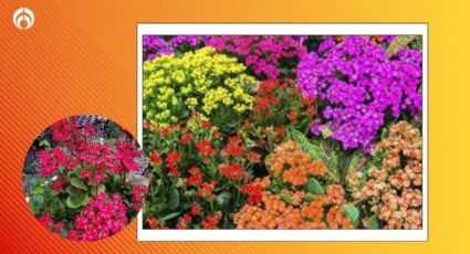 El lugar preferido de la planta kalanchoe para tener hermosas florecitas todo el año