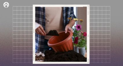 Esta es la mejor tierra para tus plantas: tiene mayores nutrientes para que crezcan sanas