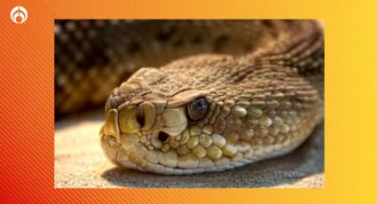 ¿Cómo saber si una serpiente es venenosa? Conocerlas puede salvarte la vida