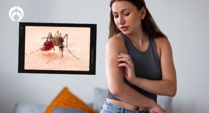 Los mejores trucos para evitar que entren los mosquitos a tu casa