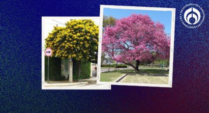 3 árboles floridos de mucho sol y poca agua para tu jardín o vereda