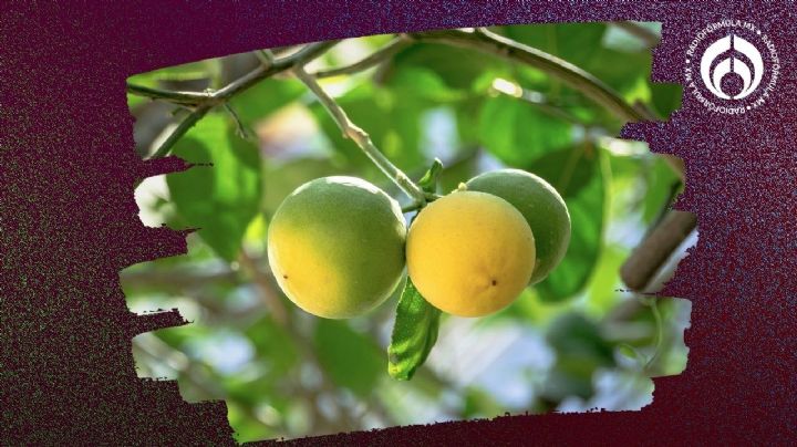 Árbol de limones: este es el momento ideal para cosechar y utilizar los frutos