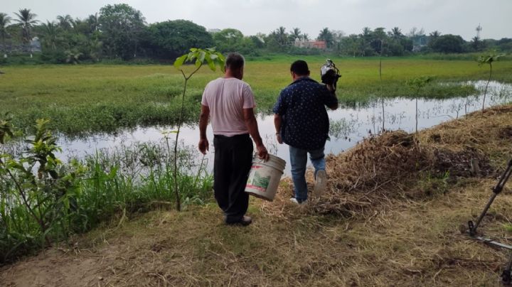 Regresa la vida a Tarimoya: laguna recupera su nivel; vecinos depositan mojarras y tortugas