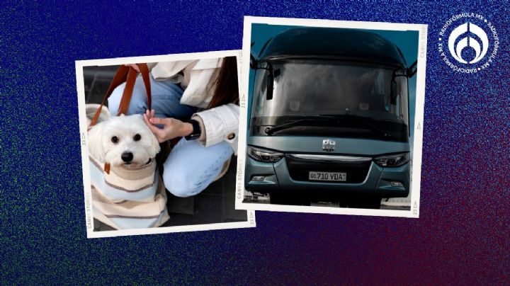 Vacaciones de verano 2024: ¿Mi mascota puede viajar conmigo en el asiento del autobús?