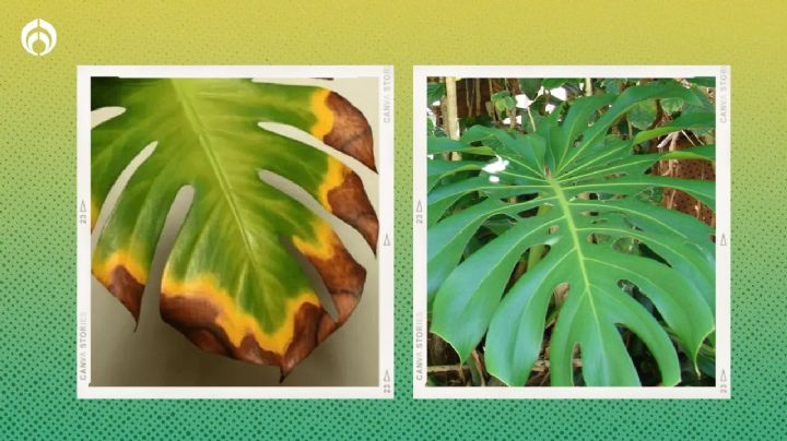 El secreto de jardineros para recuperar la Monstera que tiene manchas cafés en las hojas