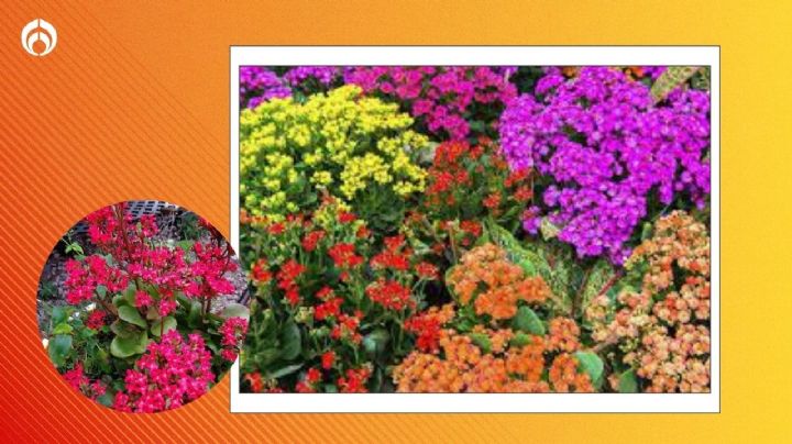 El lugar preferido de la planta kalanchoe para tener hermosas florecitas todo el año