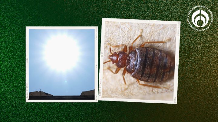 ¿Cuánto tiempo debe estar al sol la ropa infestada de chinches para asegurar su eliminación?