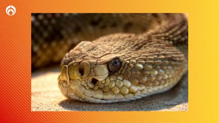 ¿Cómo saber si una serpiente es venenosa? Conocerlas puede salvarte la vida