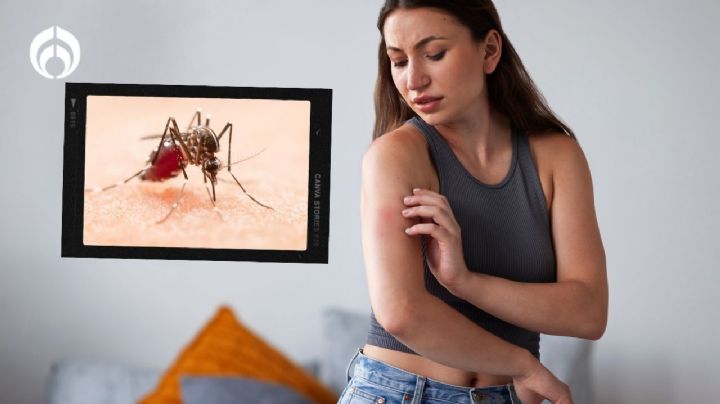 Los mejores trucos para evitar que entren los mosquitos a tu casa